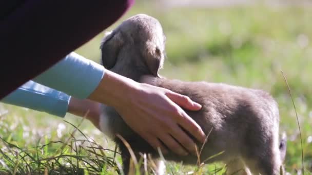 Genç kadın kamp içinde yeşil çim üzerinde sevimli bir küçük köpek yavrusu ile oynuyor — Stok video