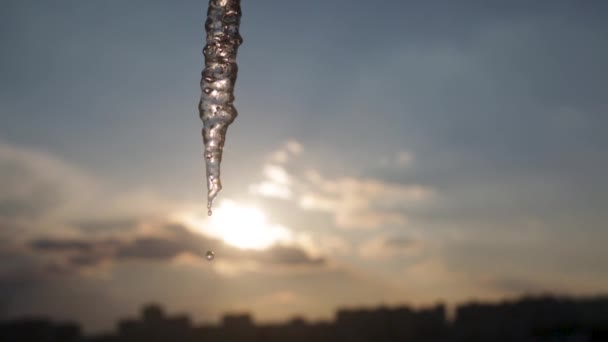 Grande ghiacciolo lungo contro un cielo di tramonto nella città. chiuda la goccia fusa d'acqua cade da un ghiacciolo — Video Stock