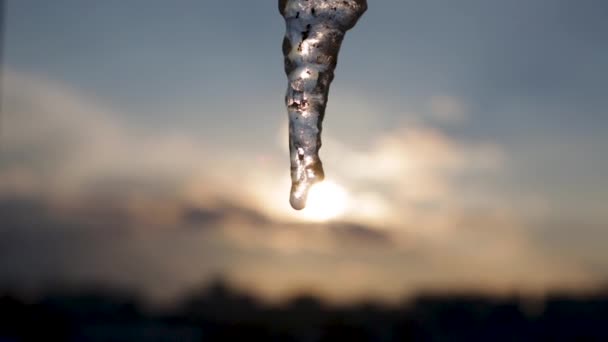 都会の日没の空に対して大きな長い氷柱。クローズアップ水の溶けた滴は、氷柱から落ちます — ストック動画