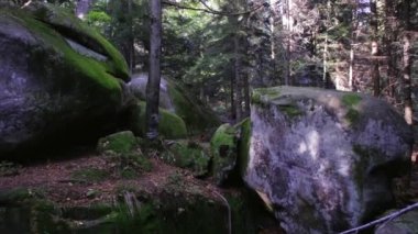 vahşi manzara orman. Eski cliff ve dramatik büyülü ormanın içinde yosun kaplı kaya