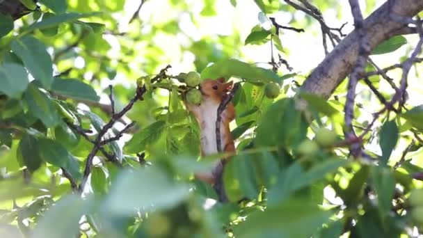 Tupai berambut merah lucu berjalan di pohon dan mencari kacang — Stok Video