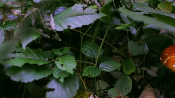 Ярко-красный гриб аманита среди зеленых листьев в лесу — стоковое видео