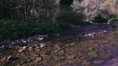 Sisli sabah sonbaharda ormanda yeşil çim çadırlar ile sakin dağ dere ve kamp. Çadır ile sonbahar hafta sonu orman yürüyüş.