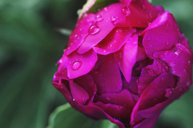 Güzel pembe gül su damlaları ile yakın