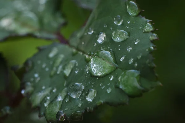 After rain water drops on green leave, sparkle of droplets on surface leaf. — Stock Photo, Image