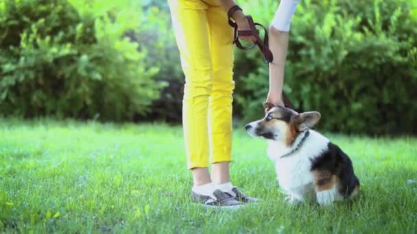 Parkta parlak yeşil hamak yalan sevimli Galler Corgi köpek ile genç güzel gülümseyen kadın — Stok video