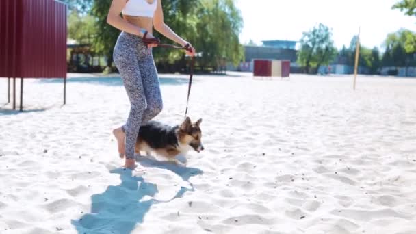 Bela jovem mulher atlética magro andando com bonito tricolor galês Corgi cão na praia de areia na manhã ensolarada . — Vídeo de Stock