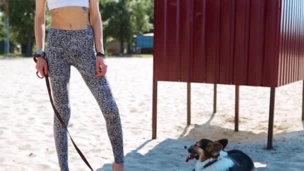 Красивая молодая стройная атлетичная женщина гуляет с симпатичной трехцветной валлийской собакой Корги на песчаном пляже в солнечное утро . — стоковое видео