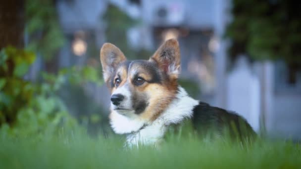 Sevimli üç renkli Galler Corgi köpek parlak yeşil çim oturan — Stok video