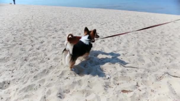 Симпатичная трехцветная валлийская собака Корги, гуляющая по песчаному пляжу в летний солнечный день. две собаки встречаются и нюхают друг друга — стоковое видео