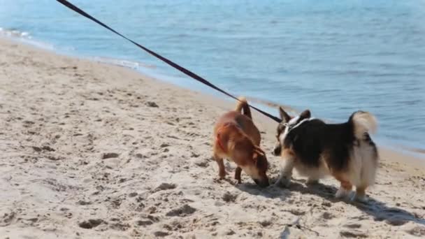 aranyos tricolor walesi Corgi kutya séta a homokos tengerparton a nyári napsütéses napon. két kutya találkozás és tubákolás egymást