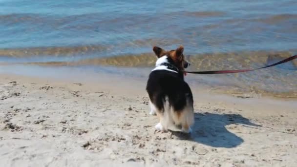 Schöne junge schlanke, athletische Frau, die am sonnigen Morgen mit einem süßen walisischen Tricolor-Corgi-Hund am Sandstrand spazieren geht. — Stockvideo