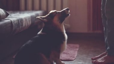 sevimli Tricolor Welsh Corgi köpek kadın sahibi sevgi ile bakıyor ve kadınlılar dizlerinin üzerinde ön pençeleri olur
