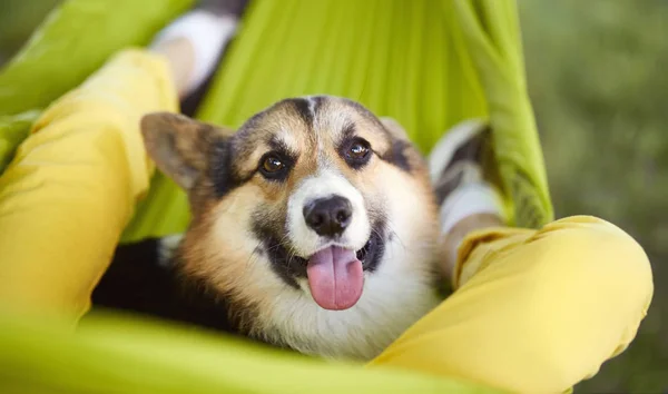 Close-up portrait of cute dog Welsh Corgi Pembroke lying in green hammock with his owner. Smiling Corgi puppy looking in camera and showing tongue. — Stock Photo, Image