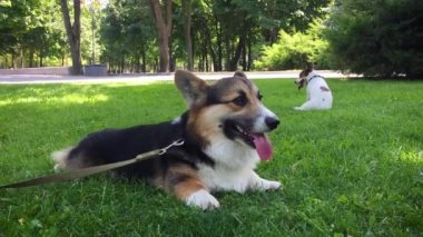 parlak yeşil çim üç renkli Galler Corgi köpek lyes. jack Russell terrier ile yürüdükten sonra çim üzerinde dinlenme küçük yorgun köpek