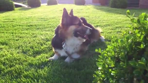 Χαριτωμένο Tricolor ουαλική Corgi σκυλί κάθεται σε φωτεινό πράσινο γρασίδι — Αρχείο Βίντεο