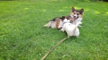 parkta oynayan iki neşeli köpek. sevimli üç renkli Galler Corgi köpek parlak yeşil çim ve küçük Jack Russell terrier yatıyor etrafında çalışır ve onunla oynar