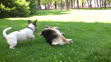 parkta oynayan iki neşeli köpek. sevimli üç renkli Galler Corgi köpek parlak yeşil çim ve küçük Jack Russell terrier yatıyor etrafında çalışır ve onunla oynar