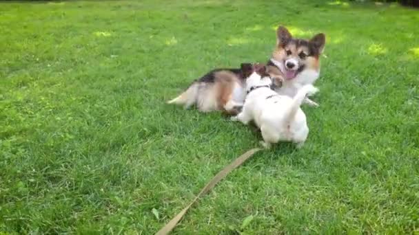 zwei fröhliche Hunde, die im Park spielen Niedlicher tricolor walisischer Corgi-Hund liegt im hellgrünen Gras und kleiner Jack Russell Terrier rennt herum und spielt mit ihm