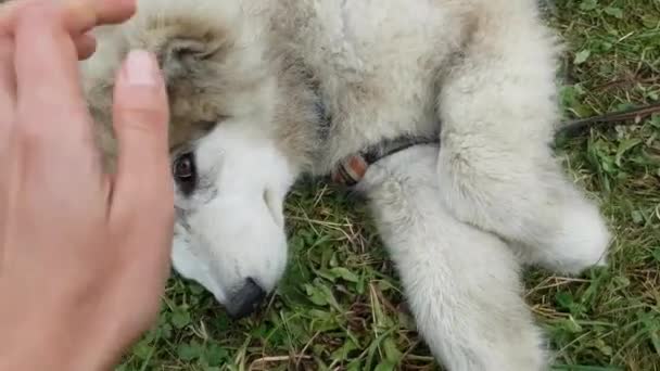 Mobile phone video. first person view. womans hand gentle stroking a big cute Husky puppy. — Stock Video