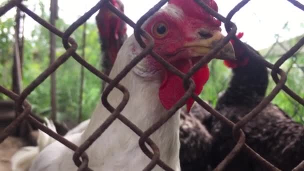 Rooster in a cage with chickens, looking into the camera through the cells of the old metal mesh — Stock Video