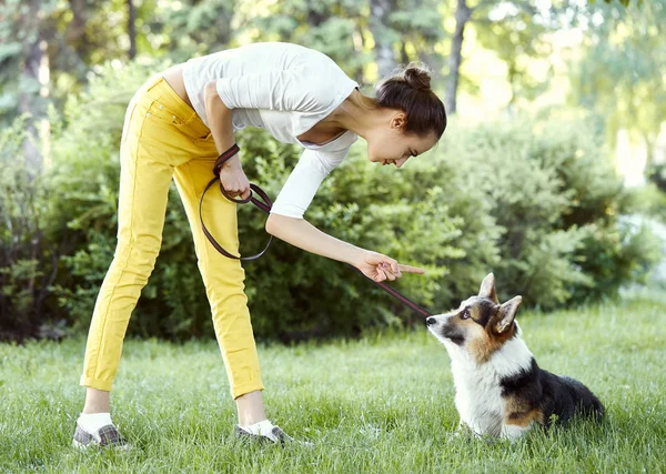 Welsh Corgi สุนัขถูกลงโทษสําหรับพฤติกรรมที่ไม่ดีโดยเจ้าของที่มีนิ้วชี้ไปที่เขา . — ภาพถ่ายสต็อก