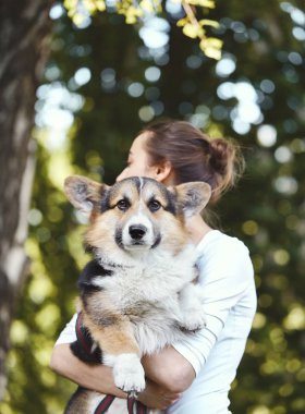Galler Corgi Pembroke köpek ve sahibi birlikte bir parkta açık havada. Corgi köpeğine odaklanın.