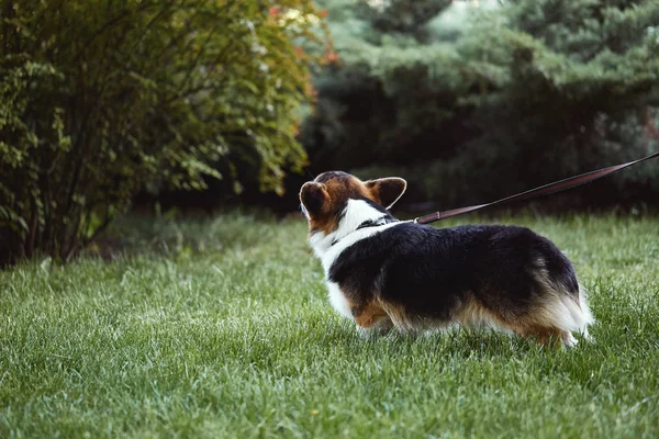 美丽和可爱的威尔士科尔吉狗走在公园，后视图. — 图库照片