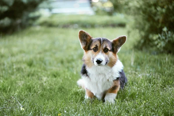 สุนัข Welsh Corgi นั่งอยู่บนหญ้าในสวนสาธารณะและรอเจ้าของ . — ภาพถ่ายสต็อก