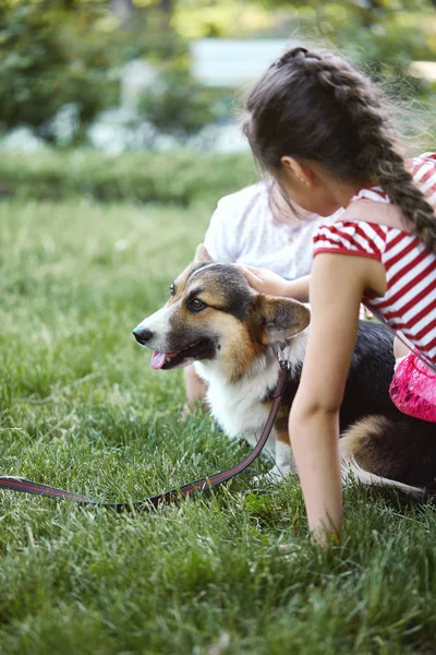 Nuttede små børn kæler og leger med walisisk corgi hund på græsset i parken . - Stock-foto