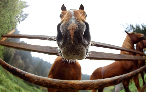 Lähikuva hevosen pää muotokuva — kuvapankkivalokuva
