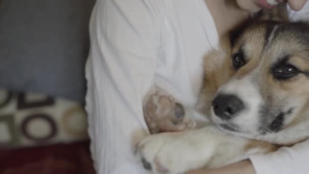 집에서 소파에 누워 그녀의 귀여운 웨일스 코기 개와 행복 미소 여자의 초상화. 아름다운 갈색 머리 여성 포용 재미있는 강아지 — 비디오