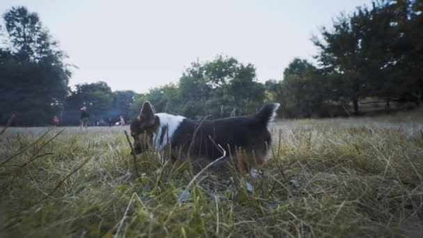 Lindo tricolor galés Corgi Pembroke perro caminando al aire libre en la hierba — Vídeos de Stock