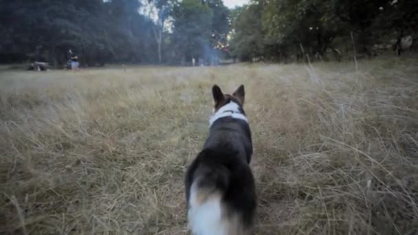 Söt tricolor walesisk Corgi Pembroke hund promenader utomhus i gräs — Stockvideo