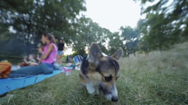 Милый триколор валлийский Корги Пемброк собака гуляет на открытом воздухе в траве — стоковое видео