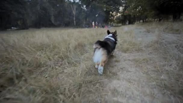 Χαριτωμένο τρίχρωμος Ουαλίας Corgi Pembroke σκυλί περπάτημα σε εξωτερικούς χώρους στο γρασίδι — Αρχείο Βίντεο