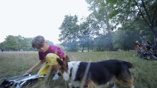 Divertido tricolor galés Corgi Pembroke perro paseando al aire libre en la hierba — Vídeos de Stock