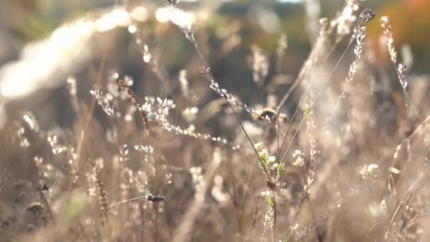 Filmagem de queda. flores secas e grama contra uma luz solar — Vídeo de Stock