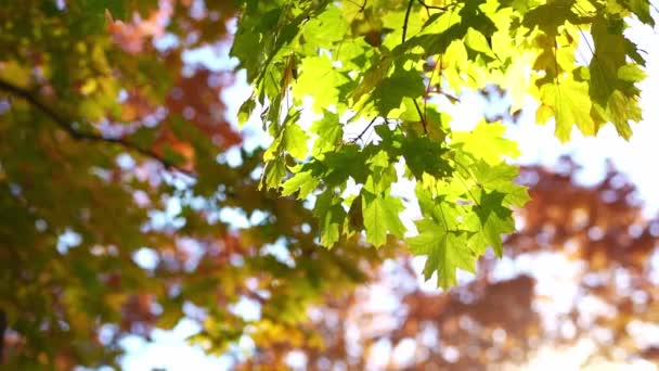 Paysage autamn lumineux et ensoleillé avec feuilles d'érable jaune foncé — Video