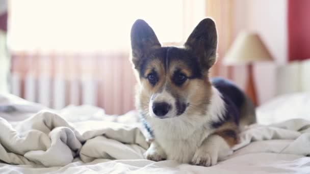 Cámara lenta divertido galés corgi perro salta fuera de la cama — Vídeos de Stock