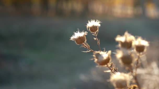 Grabaciones de otoño. Las flores secas y la hierba contra la luz del sol — Vídeo de stock