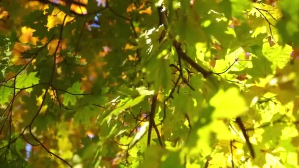 Bright sunny autamn landscape with deep yellow Maple leaves — Stock Video