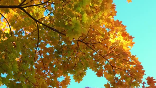 Koyu sarı akçaağaç yapraklarıyla güneşli sonbahar manzarası — Stok video