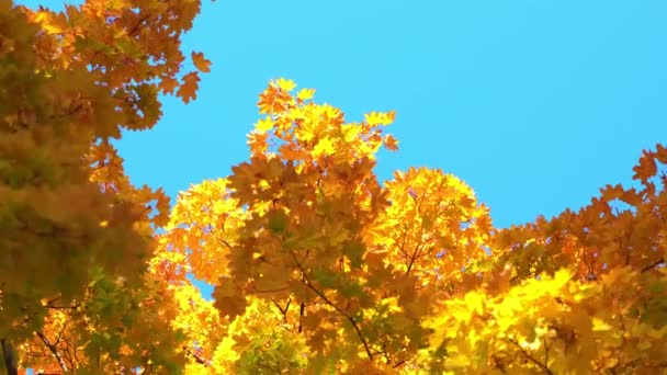 Яркий солнечный осенний пейзаж с глубокими желтыми листьями клена — стоковое видео