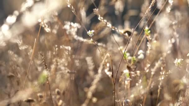 Filmagem de queda. flores secas e grama contra uma luz solar — Vídeo de Stock