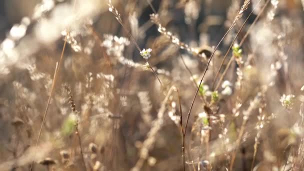 Filmati di caduta. fiori asciugati ed erba contro una luce del sole — Video Stock