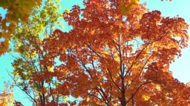 Koyu sarı akçaağaç yapraklarıyla güneşli sonbahar manzarası