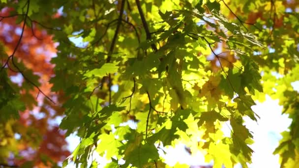 Helle, sonnige Herbstlandschaft mit tiefgelben Ahornblättern — Stockvideo