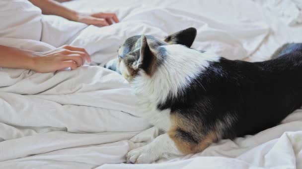 面白いかわいい遊び心のある三色ウェールズのコーギー犬は午前中にベッドに横たわっています. — ストック動画