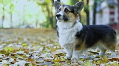 Komik bir köpek olan Galli Corgi Pembroke parkta dikiliyor ve yere düşmüş sarı yapraklarla kaplanıyor.